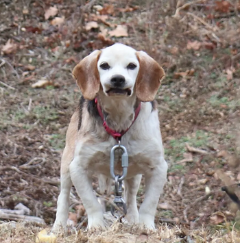 Fearsome Doggo