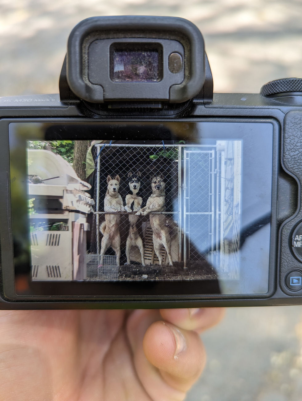 A hand holding a camera that displays three husky dogs standing upright behind a fence. 