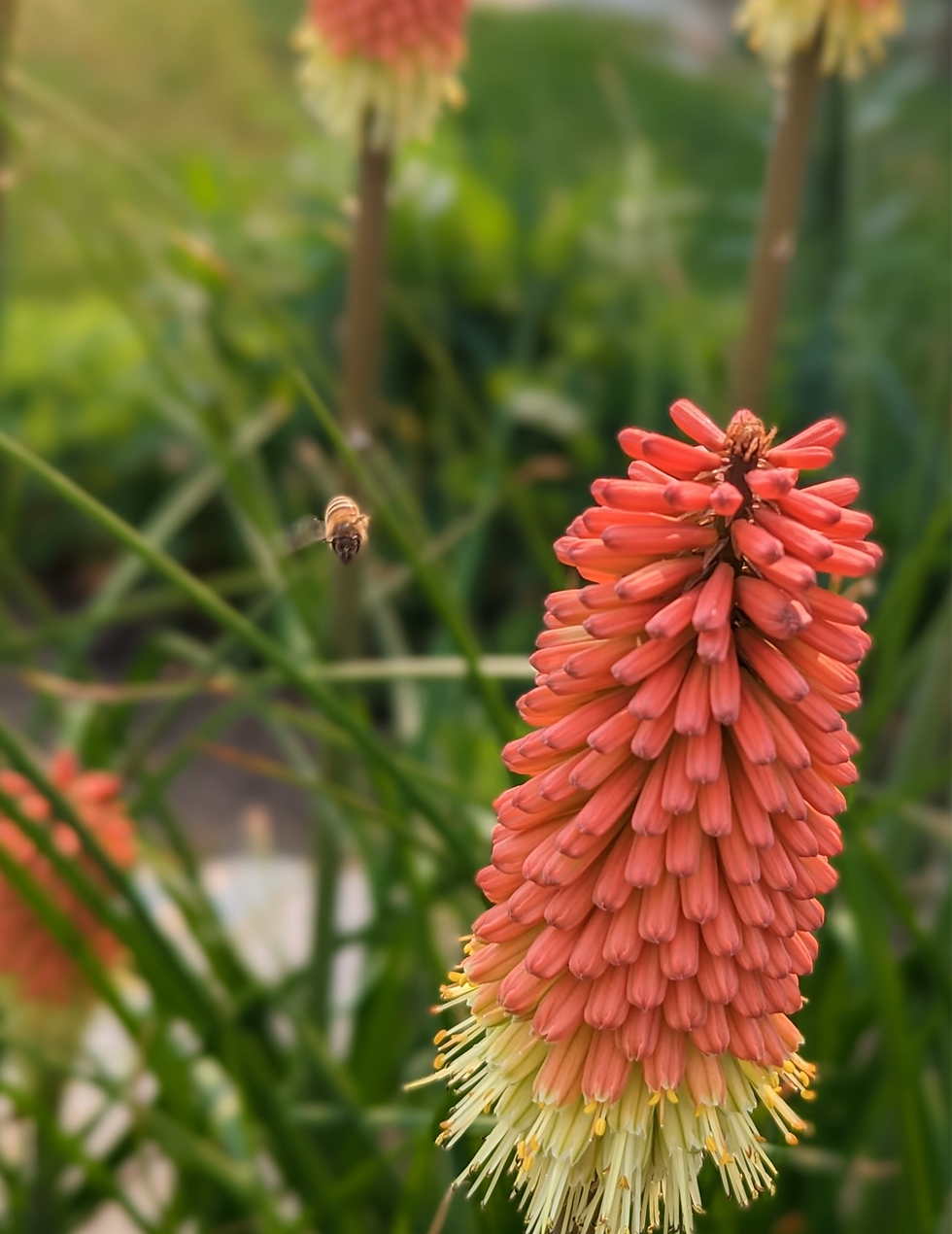 A bee hovers next to a large pink flower. 